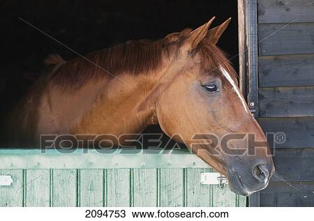 Stock Image - A horse peeks his head out of his stall; mijas, malaga, andalusia, spain. Fotosearch