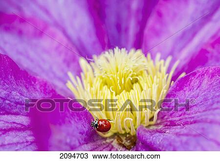 Stock Image - A ladybug on a pink clematis; british columbia, canada. Fotosearch