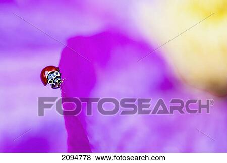 Stock Photo - A ladybug on a pink clematis; british columbia, canada. Fotosearch