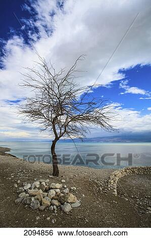 Stock Photograph - A leafless tree stands on the edge of the dead sea; jordan valley israel. Fotosearch