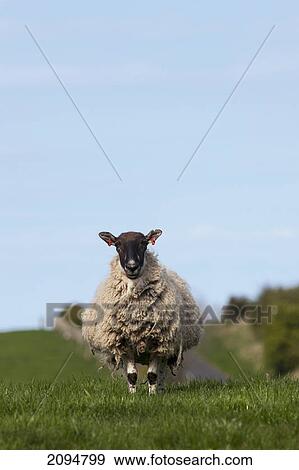 Stock Photo - A lone sheep standing in a grass field; northumberland, england. Fotosearch