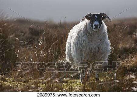Stock Photography - A lone sheep standing in grass; northumberland, england. Fotosearch