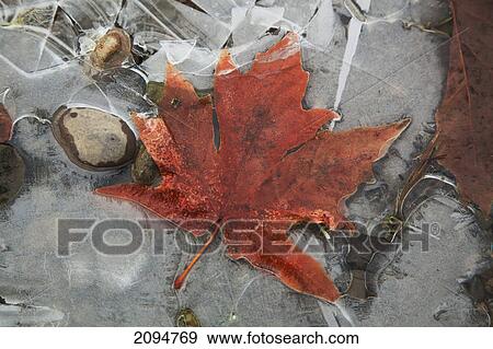 A maple leaf is frozen in a puddle of water on a cold fall day; british columbia, canada View Large Photo Image Stock Photo - A maple leaf is frozen in a puddle of water on a cold fall day; british columbia, canada. Fotosearch