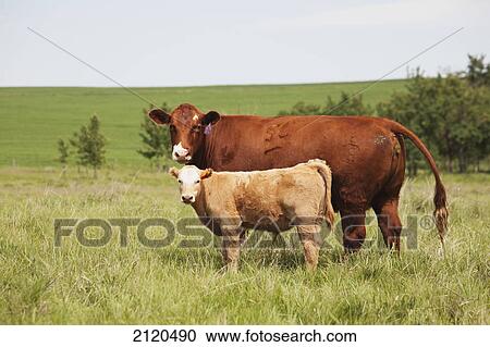 A mother cow and calf in a field with rolling hills in the background and hazy blue sky east of airdrie; alberta canada View Large Photo Image Stock Image - A mother cow and calf in a field with rolling hills in the background and hazy blue sky east of airdrie; alberta canada. Fotosearch