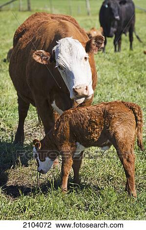 A mother cow grooming it's calf in a field; alberta canada View Large Photo Image Stock Image - A mother cow grooming it's calf in a field; alberta canada. Fotosearch