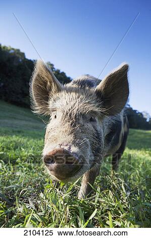 Stock Photography - A pig on a grass field; murwillumba new south wales australia. Fotosearch