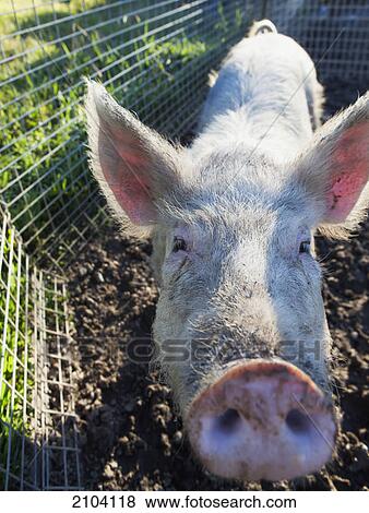 Stock Photo - A pig putting his snout to the camera; murwillumba new south wales australia. Fotosearch