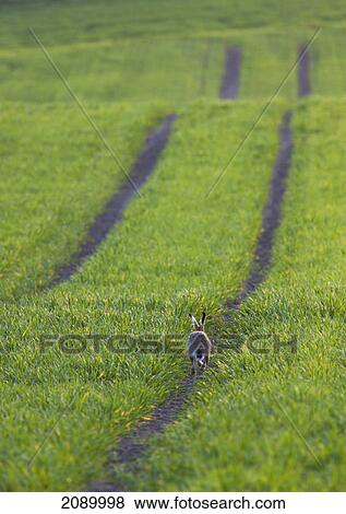 Stock Photo - A rabbit hops down a tire track; northumberland, england. Fotosearch
