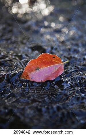 Stock Image - A red leaf on a wet rock; gold coast queensland australia. Fotosearch