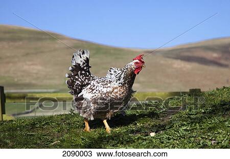 A rooster; northumberland, england View Large Photo Image Stock Image - A rooster; northumberland, england. Fotosearch