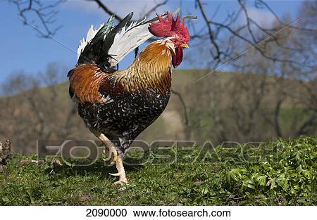 Stock Image - A rooster walking on grass; northumberland, england. Fotosearch