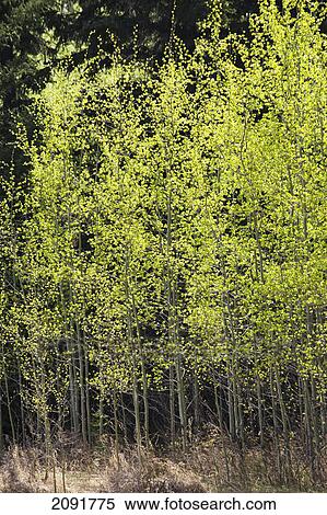 A row of back lit trees in the spring with fresh green leaves glowing; calgary, alberta, canada View Large Photo Image Stock Photography - A row of back lit trees in the spring with fresh green leaves glowing; calgary, alberta, canada. Fotosearch