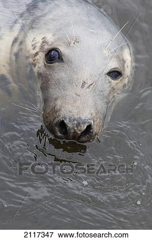 Stock Photo - A seal in the water; eyemouth scottish borders scotland. Fotosearch