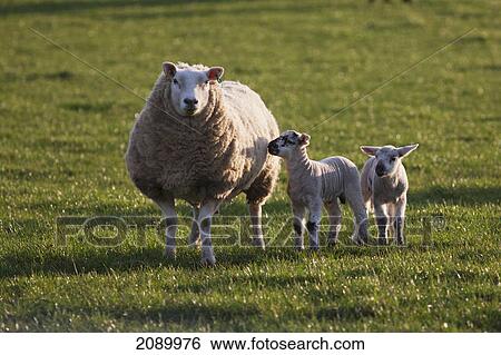 A sheep and two lambs standing in a field; northumberland, england View Large Photo Image Stock Photograph - A sheep and two lambs standing in a field; northumberland, england. Fotosearch