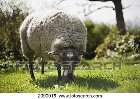 Stock Photography - A sheep grazes on the grass; metchosin, british columbia, canada. Fotosearch