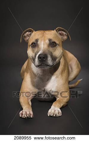 Stock Photography - A staffordshire terrier on a dark charcoal backdrop; st. albert, alberta, canada. Fotosearch