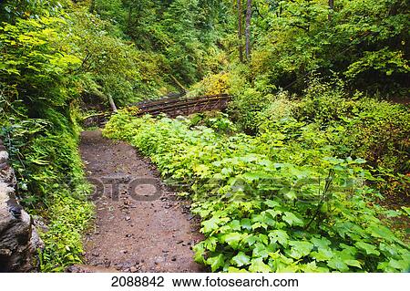 Stock Image - A trail in silver falls state park; oregon, united states of america. Fotosearch