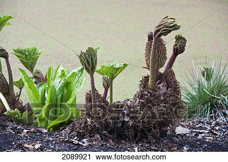 A variety of plants growing; birmingham, west midlands, england View Large Photo Image Stock Image - A variety of plants growing; birmingham, west midlands, england. Fotosearch