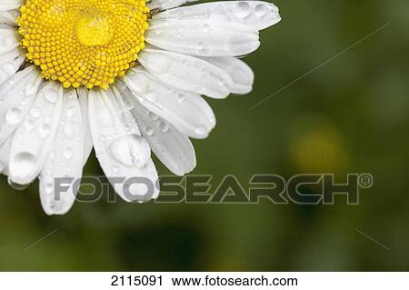 A white daisy with water drops; northumberland england View Large Photo Image Stock Image - A white daisy with water drops; northumberland england. Fotosearch