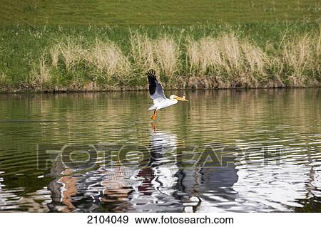 Stock Photo - A white pelican in flight off a pond reflecting in the water; brooks alberta canada. Fotosearch