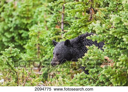 A wild black bear forages in the forest on a rainy day; whistler, british columbia, canada View Large Photo Image Stock Photography - A wild black bear forages in the forest on a rainy day; whistler, british columbia, canada. Fotosearch