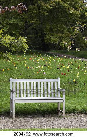 A wooden bench with tulips blossoming in a field; northumberland, england View Large Photo Image Stock Image - A wooden bench with tulips blossoming in a field; northumberland, england. Fotosearch