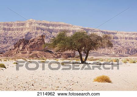 Acacia tree in an arid landscape; timna park arabah israel View Large Photo Image Stock Image - Acacia tree in an arid landscape; timna park arabah israel. Fotosearch