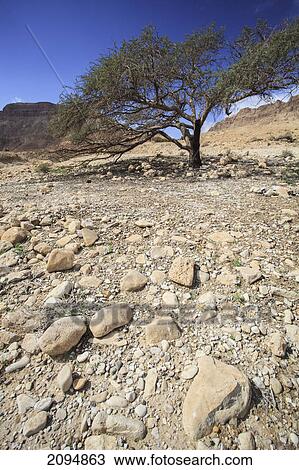 Stock Image - Acacia tree on rocky terrain and the judean mountains; jordan valley israel. Fotosearch