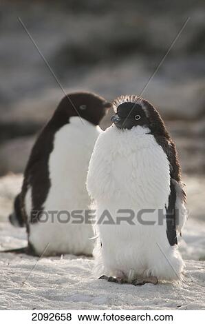 Adelie penguin (pygoscelis adeliae); antarctica View Large Photo Image Stock Photo - Adelie penguin (pygoscelis adeliae); antarctica. Fotosearch