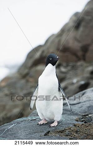 Adelie penguin (pygoscelis adeliae); antarctica View Large Photo Image Stock Photo - Adelie penguin (pygoscelis adeliae); antarctica. Fotosearch
