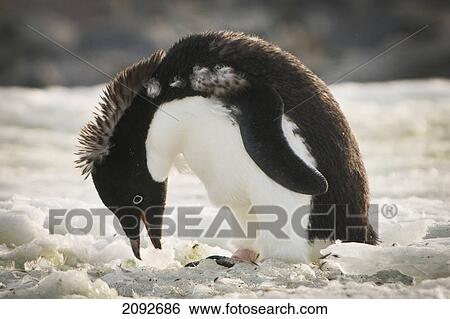 Stock Photograph - Adelie penguin (pygoscelis adeliae); antarctica. Fotosearch