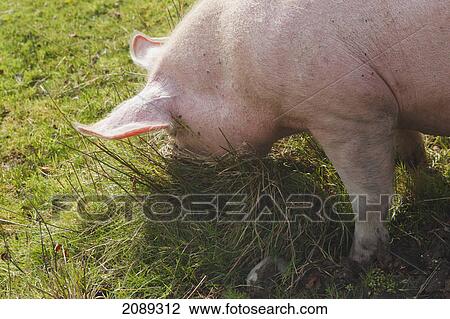 Adult pig rooting in grass for food; county kerry, ireland View Large Photo Image Stock Image - Adult pig rooting in grass for food; county kerry, ireland. Fotosearch