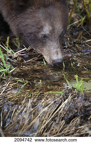 American black bear (ursus americanus)drinks from a creek; skagway, alaska, united states of america View Large Photo Image Stock Image - American black bear (ursus americanus)drinks from a creek; skagway, alaska, united states of america. Fotosearch