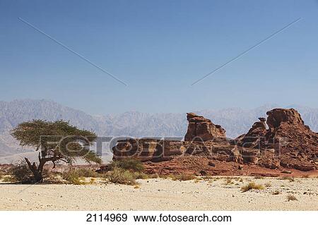 Stock Photo - An acacia tree and arid landscape; timna park arabah israel. Fotosearch