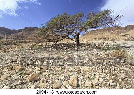 An acacia tree in the jordan valley; israel View Large Photo Image Stock Photo - An acacia tree in the jordan valley; israel. Fotosearch