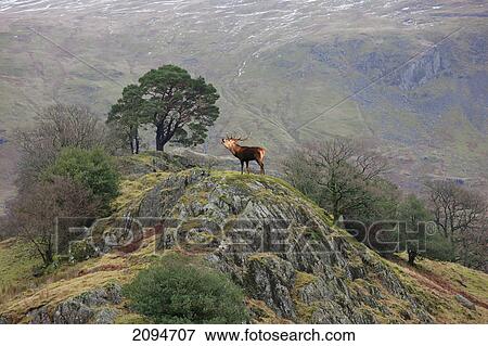 Stock Photo - An elk standing on the top of a rock and calling; cumbria, england. Fotosearch