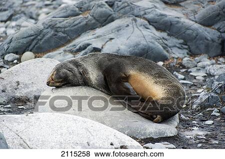 Antarctic fur sea (arctocephalus gazella); antarctica View Large Photo Image Stock Photo - Antarctic fur sea (arctocephalus gazella); antarctica. Fotosearch