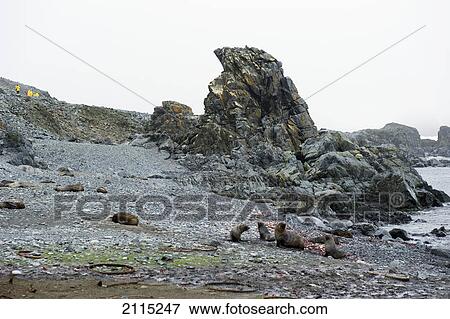 Stock Photo - Antarctic fur seal (arctocephalus gazella); antarctica. Fotosearch