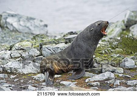 Stock Photo - Antarctic fur seal (arctocephalus gazella); antarctica. Fotosearch