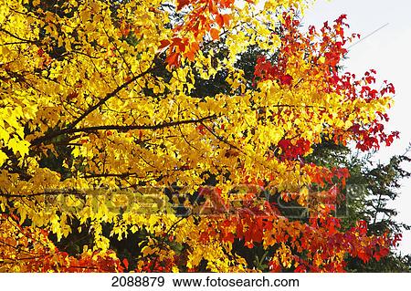 Autumn coloured leaves; happy valley, oregon, united states of america View Large Photo Image Stock Photo - Autumn coloured leaves; happy valley, oregon, united states of america. Fotosearch