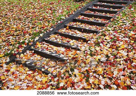 Autumn coloured leaves on outdoor steps; portland, oregon, united states of america View Large Photo Image Stock Photograph - Autumn coloured leaves on outdoor steps; portland, oregon, united states of america. Fotosearch