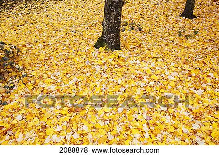 Autumn coloured leaves on the ground; oregon, united states of america View Large Photo Image Stock Photo - Autumn coloured leaves on the ground; oregon, united states of america. Fotosearch