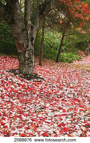 Autumn coloured leaves on the ground; oregon, united states of america View Large Photo Image Stock Photograph - Autumn coloured leaves on the ground; oregon, united states of america. Fotosearch