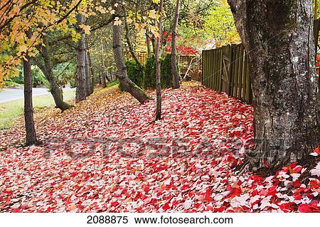 Autumn coloured leaves on the ground along a fence in a residential area; oregon, united states of america View Large Photo Image Stock Photography - Autumn coloured leaves on the ground along a fence in a residential area; oregon, united states of america. Fotosearch
