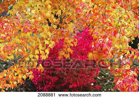 Autumn coloured leaves; oregon, united states of america View Large Photo Image Stock Image - Autumn coloured leaves; oregon, united states of america. Fotosearch