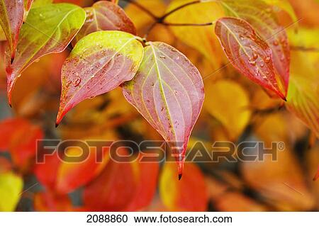 Stock Image - Autumn coloured leaves; portland, oregon, united states of america. Fotosearch