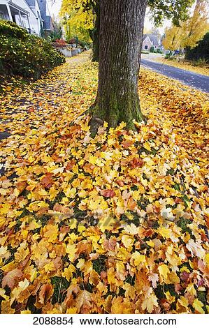 Autumn colours along a residential street; portland, oregon, united states of america View Large Photo Image Picture - Autumn colours along a residential street; portland, oregon, united states of america. Fotosearch