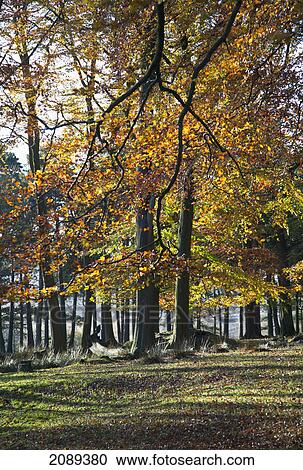 Autumn colours at longshaw estate, peak district national park; derbyshire, england View Large Photo Image Stock Image - Autumn colours at longshaw estate, peak district national park; derbyshire, england. Fotosearch