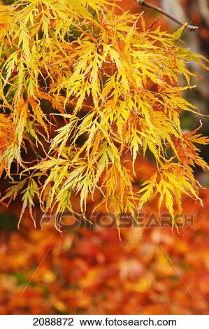 Autumn colours at portland japanese gardens; portland, oregon, united states of america View Large Photo Image Stock Image - Autumn colours at portland japanese gardens; portland, oregon, united states of america. Fotosearch