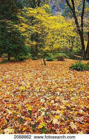Autumn colours in a park in columbia river gorge national scenic area; oregon, united states of america View Large Photo Image Stock Image - Autumn colours in a park in columbia river gorge national scenic area; oregon, united states of america. Fotosearch